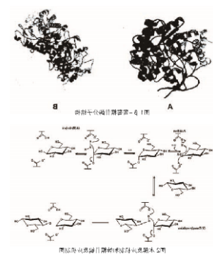 β-葡萄糖苷酶的结构与功能
