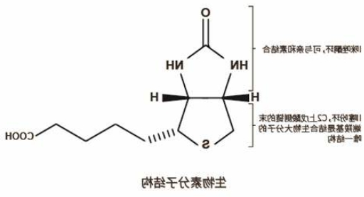 生物素化氨基酸定制合成服务(提供不同链长和连接方式的生物素化氨基酸)
