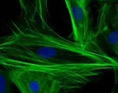 糖基化修饰平台定制：提升药物稳定性与生物利用度的新策略