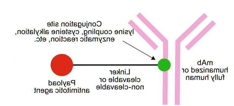 ​抗体药物偶联物（ADC）定制技术介绍-西安齐岳生物